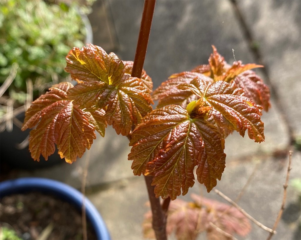 Early sycamore leaves.