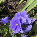 Violet Violas?
