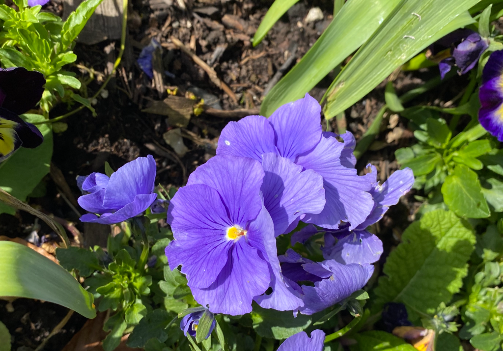 Violet Violas?