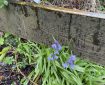 Bluebells by a fence.