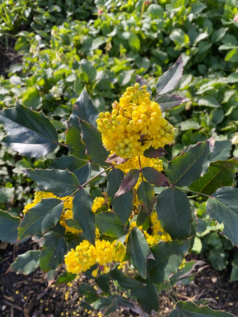Oregon Grape.