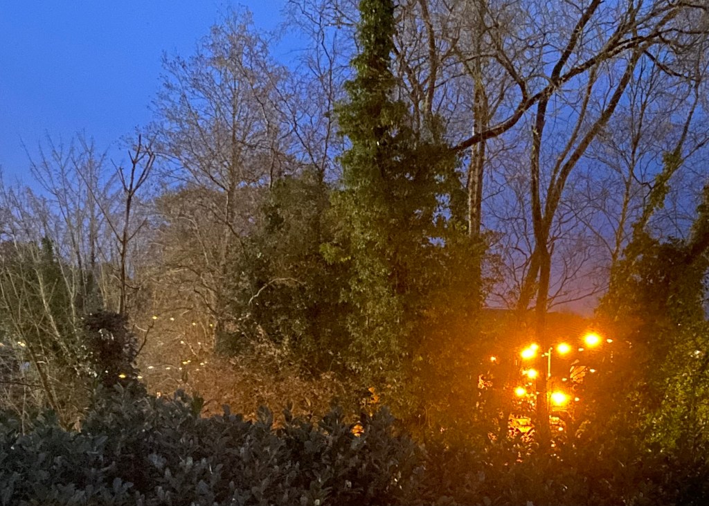 Lights in the trees.