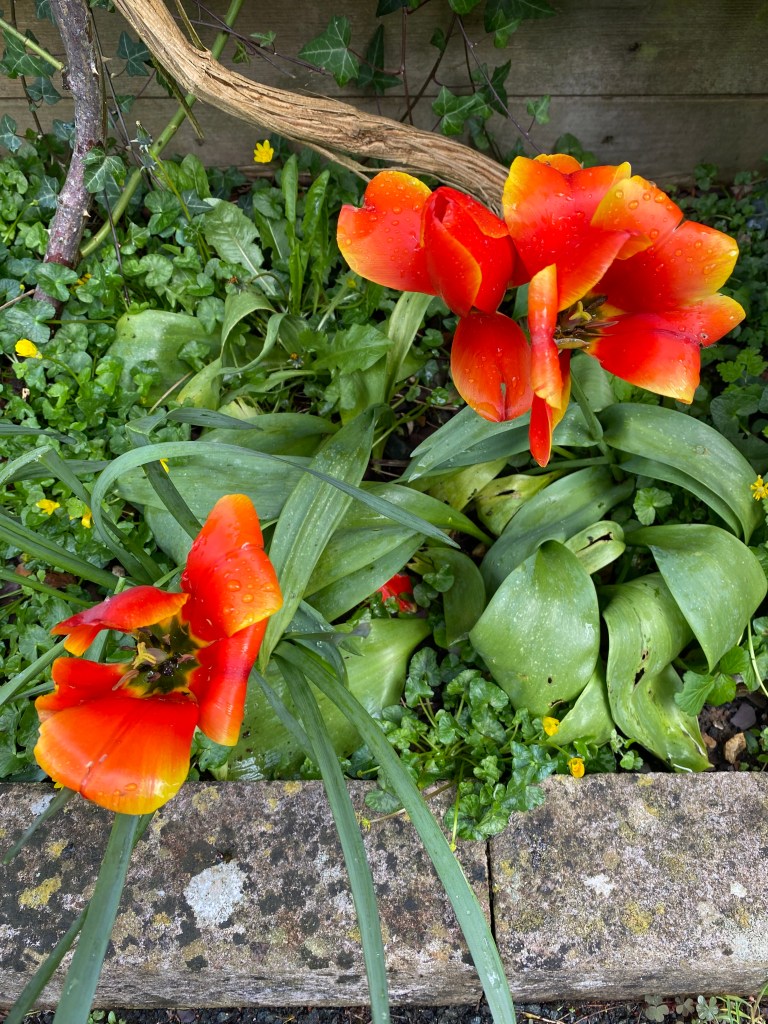 Red and yellow poppies.