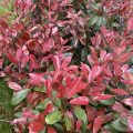 Japanese photinia?