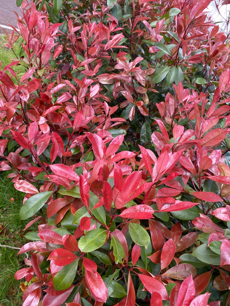 Japanese photinia?