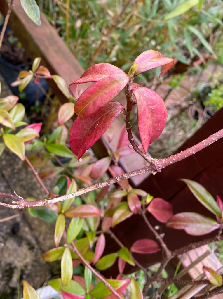 Trachelospermum jasminoides "White Wings".