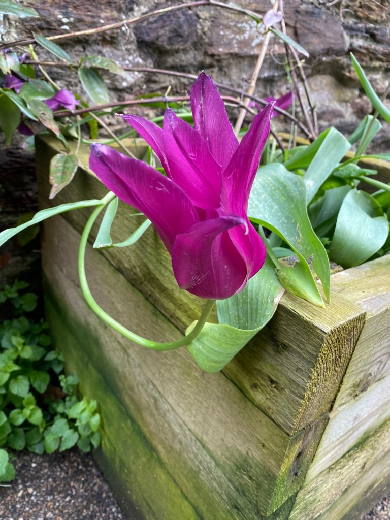 Purple Tulip.