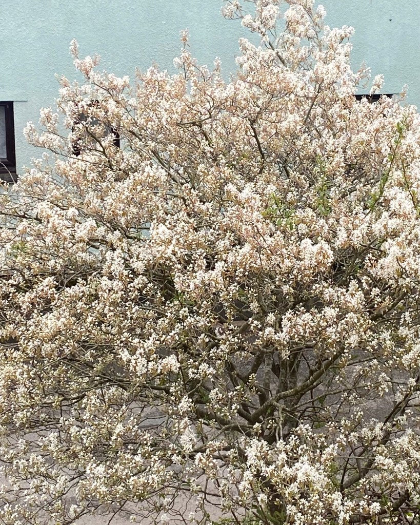 Tree full of white blossoms.