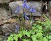Bluebells next to rocks.