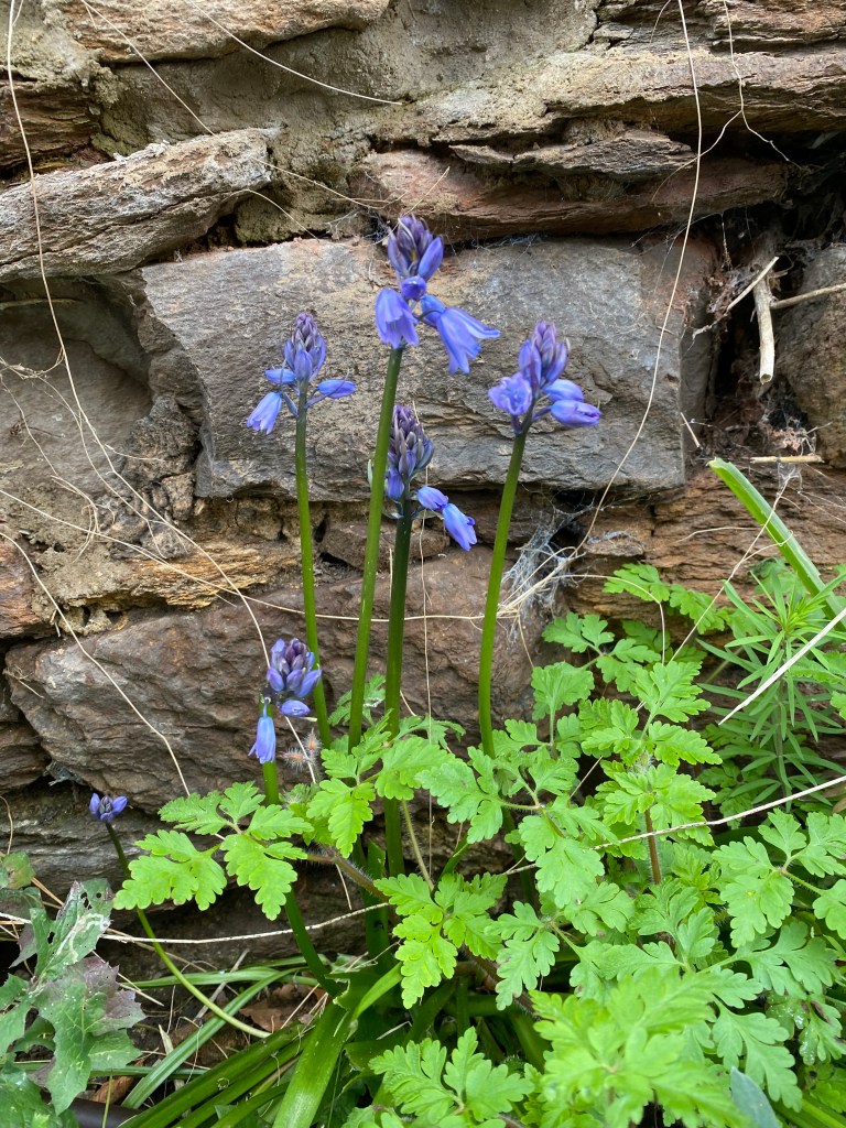 Bluebells next to rocks.