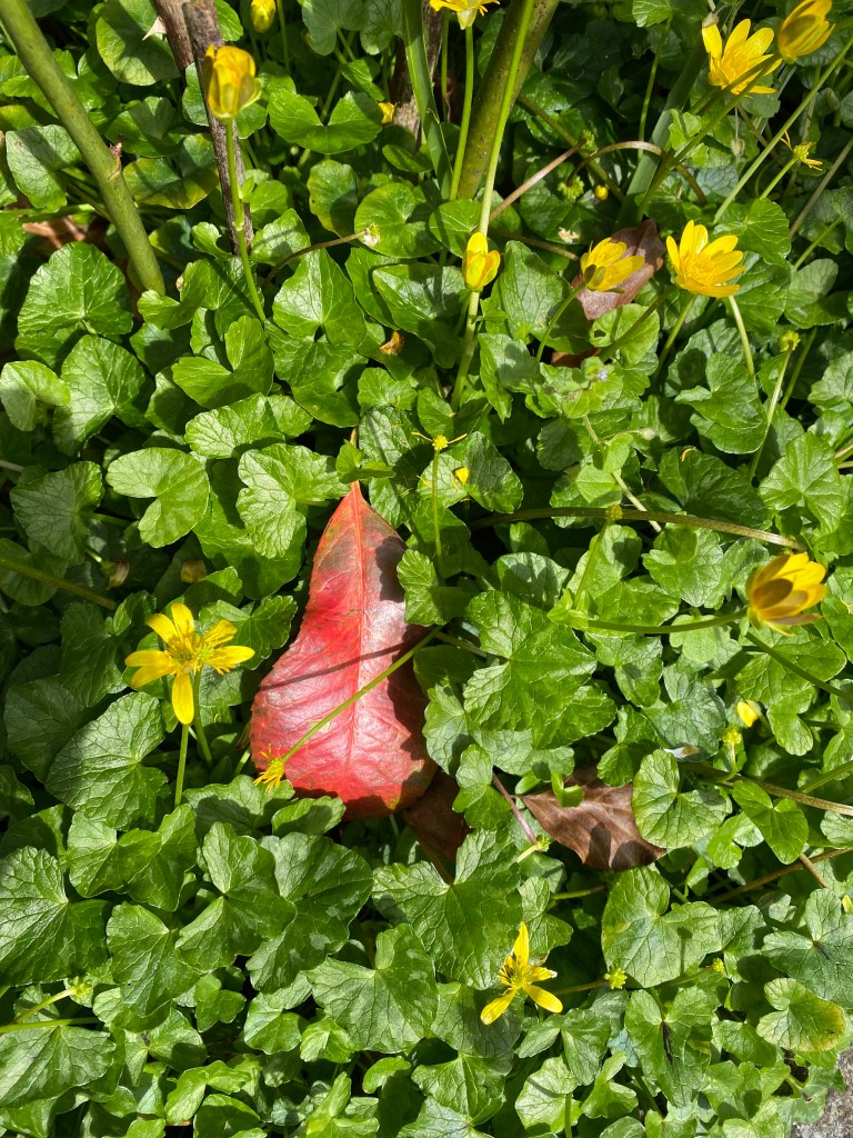 Reddish leaf in amongst Lesser Celandine.