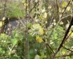 Yellow Willow.
