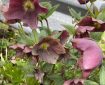 Lenten rose.