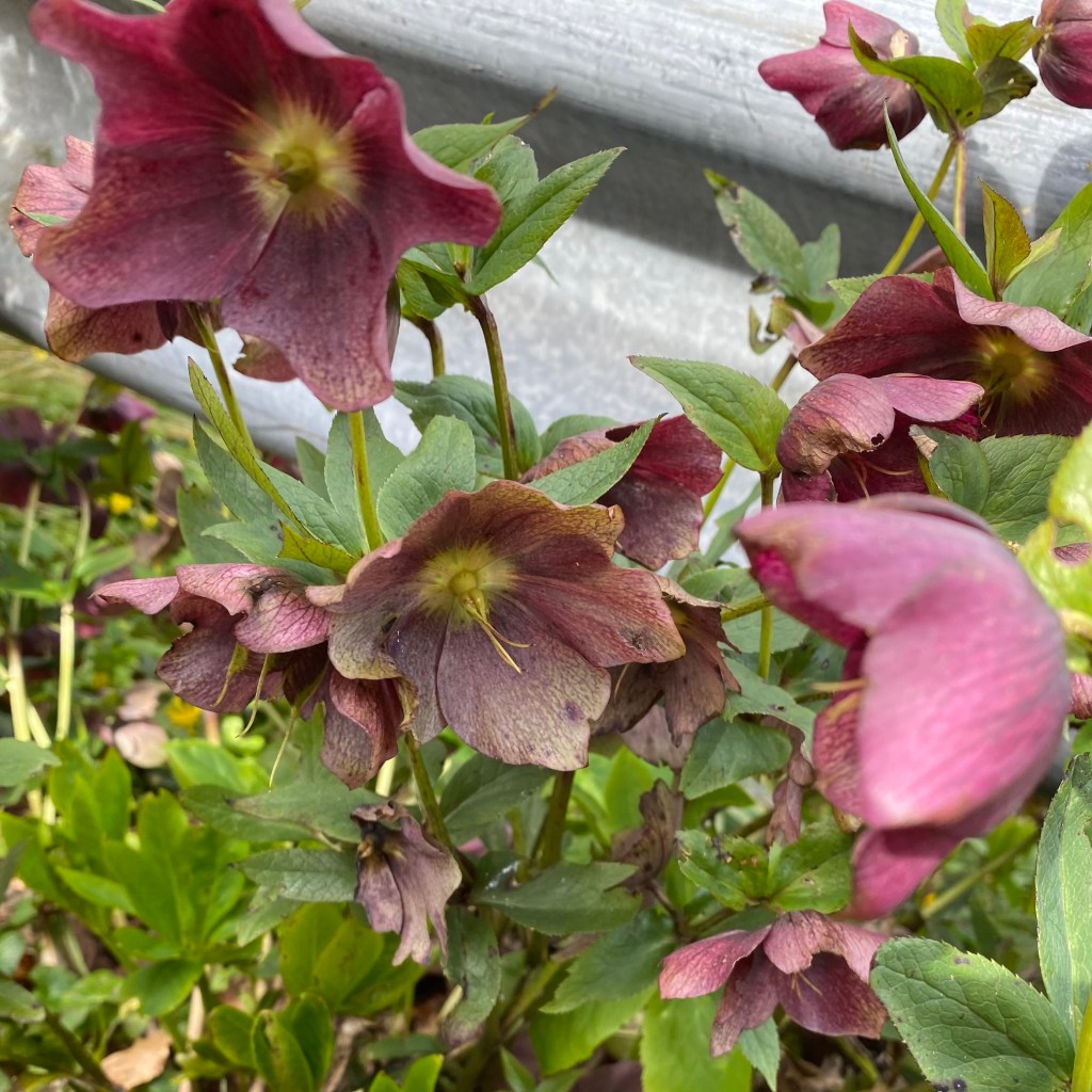 Lenten rose.