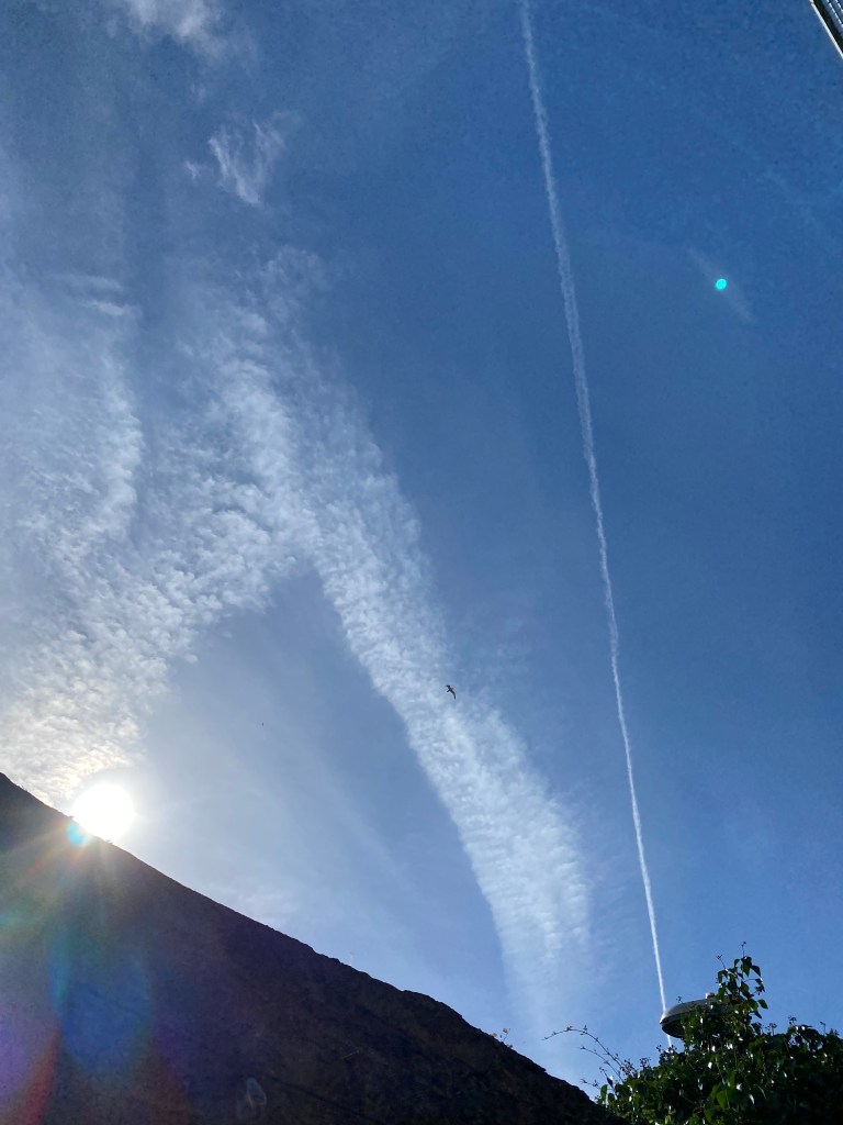 Seagull gliding below the clouds.