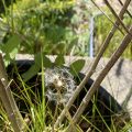 Dandelion seeds.