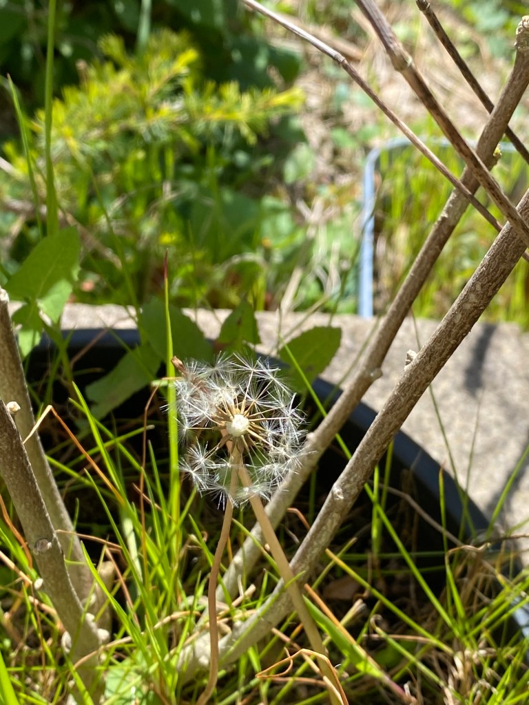 Dandelion seeds.