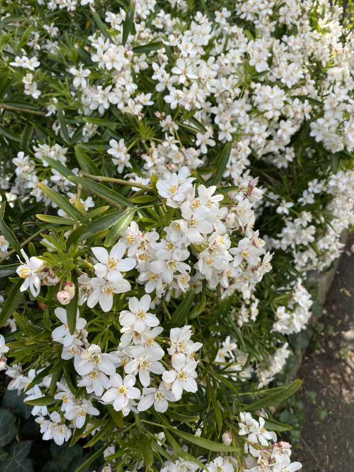 Choisya 'Aztec Pearl'?