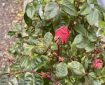 Red rose bud.