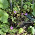Herb-robert?