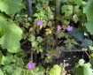 Herb-robert?