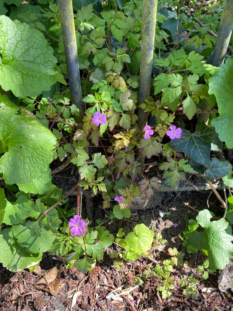 Herb-robert?