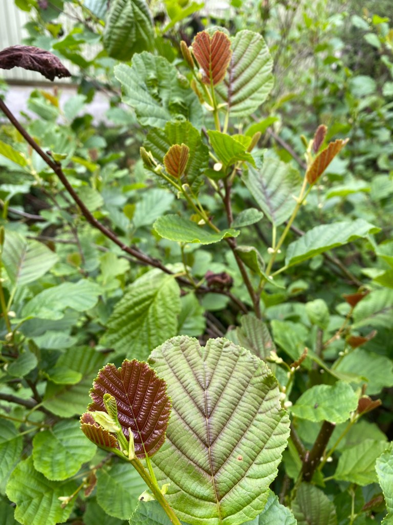 New green and copper leaves.