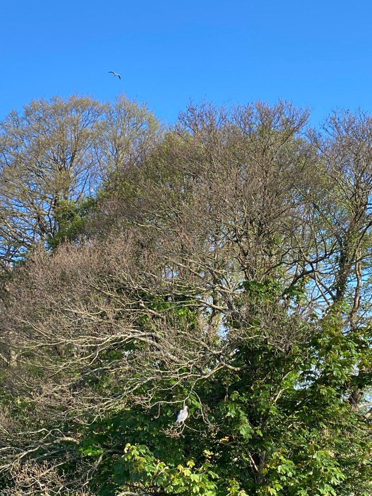Pigeon, Seagull, and trees.