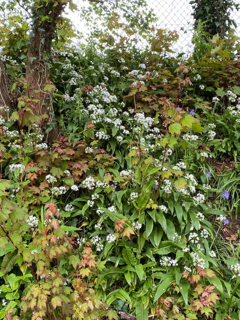 Flower Bank.