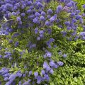 Blue blossom ceanothus.