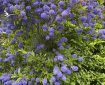 Blue blossom ceanothus.