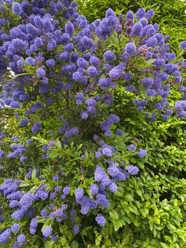 Blue blossom ceanothus.
