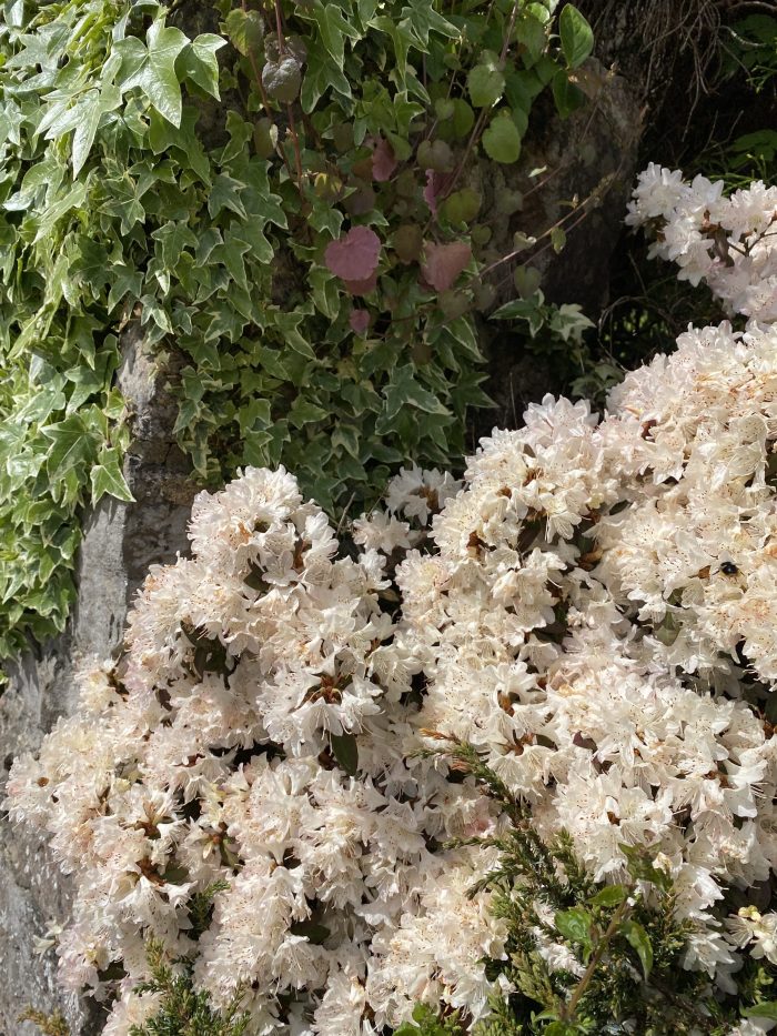 Cream Rhododendron and Ivy.