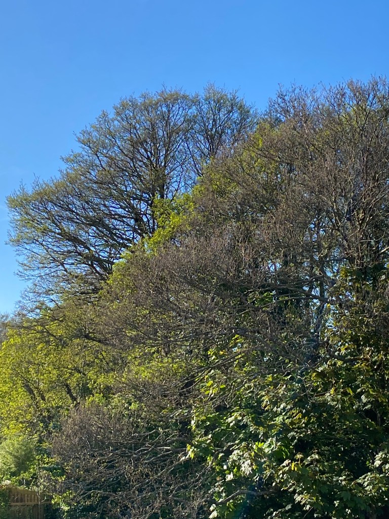 Sunshine on the trees. 