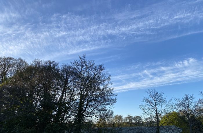 Trees against the sky.