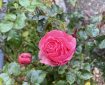 Pinkish Rose.