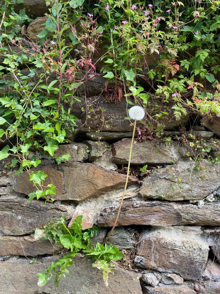 Dandelion on the wall.