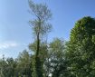 Trees against a clear blue sky.