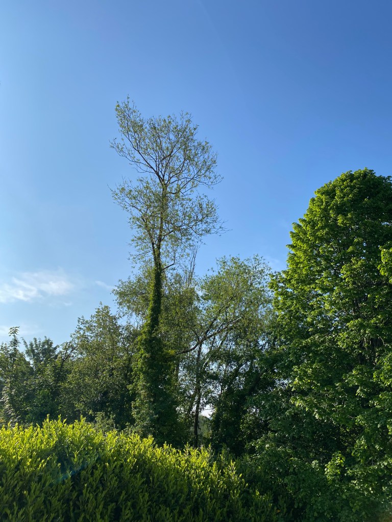 Trees against a clear blue sky.