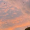 Big reddish sky with seagulls.