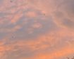 Big reddish sky with seagulls.