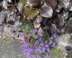 Beech leaves shading some Aubretia.