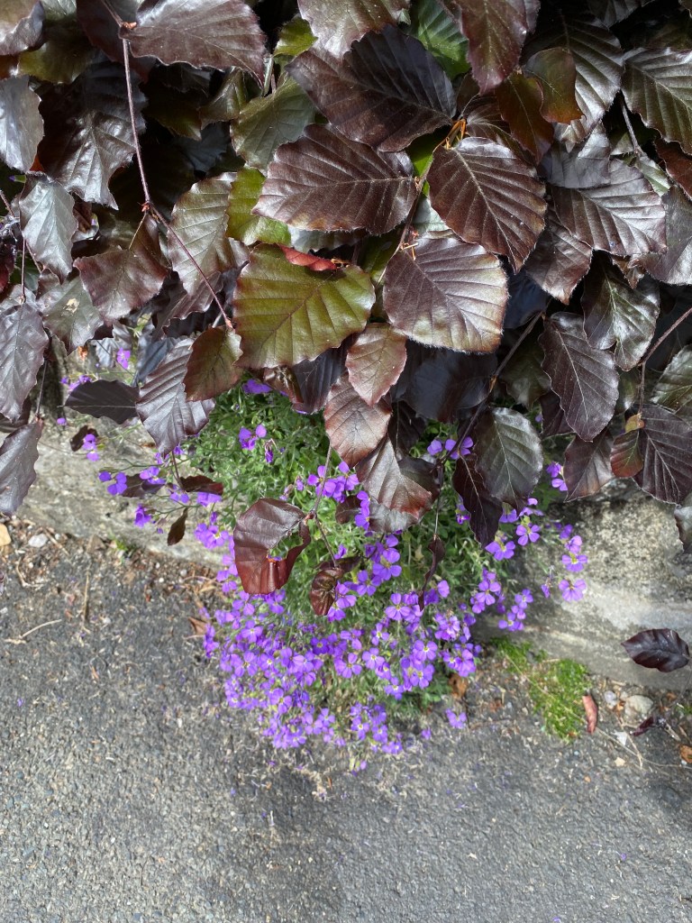 Beech leaves shading some Aubretia.