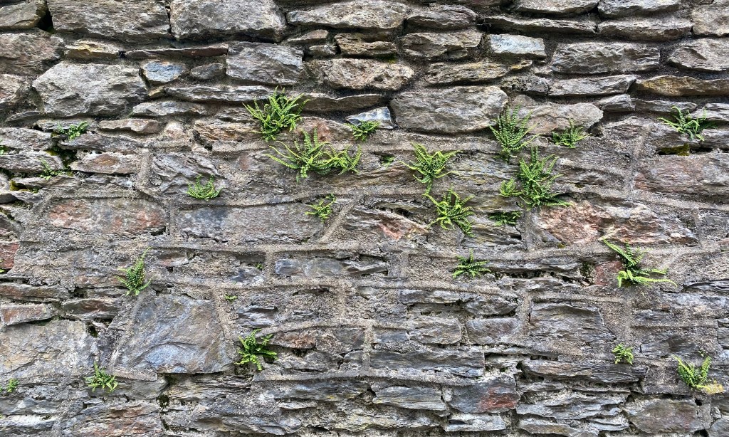 Maidenhair Spleenwort.