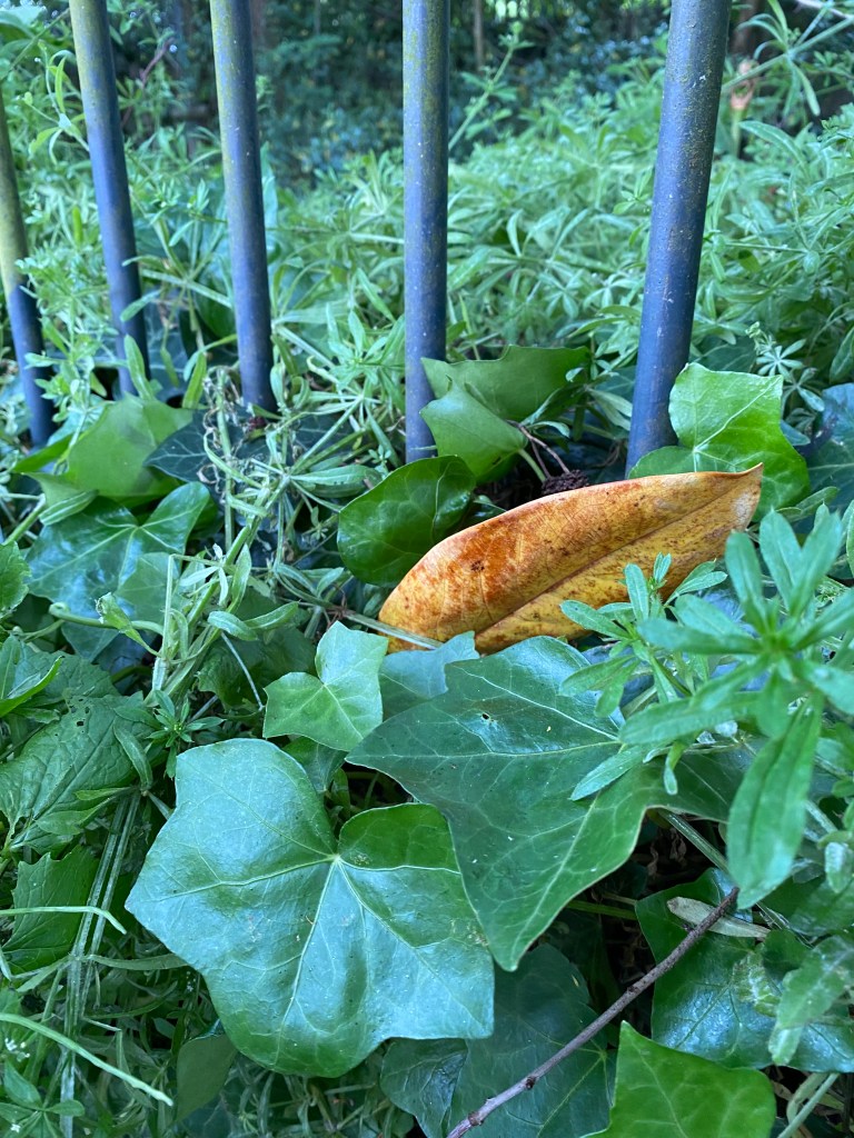 Ochre and mustard leaf resting in some green ones.
