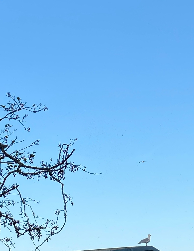 Two seagulls against a blue sky.