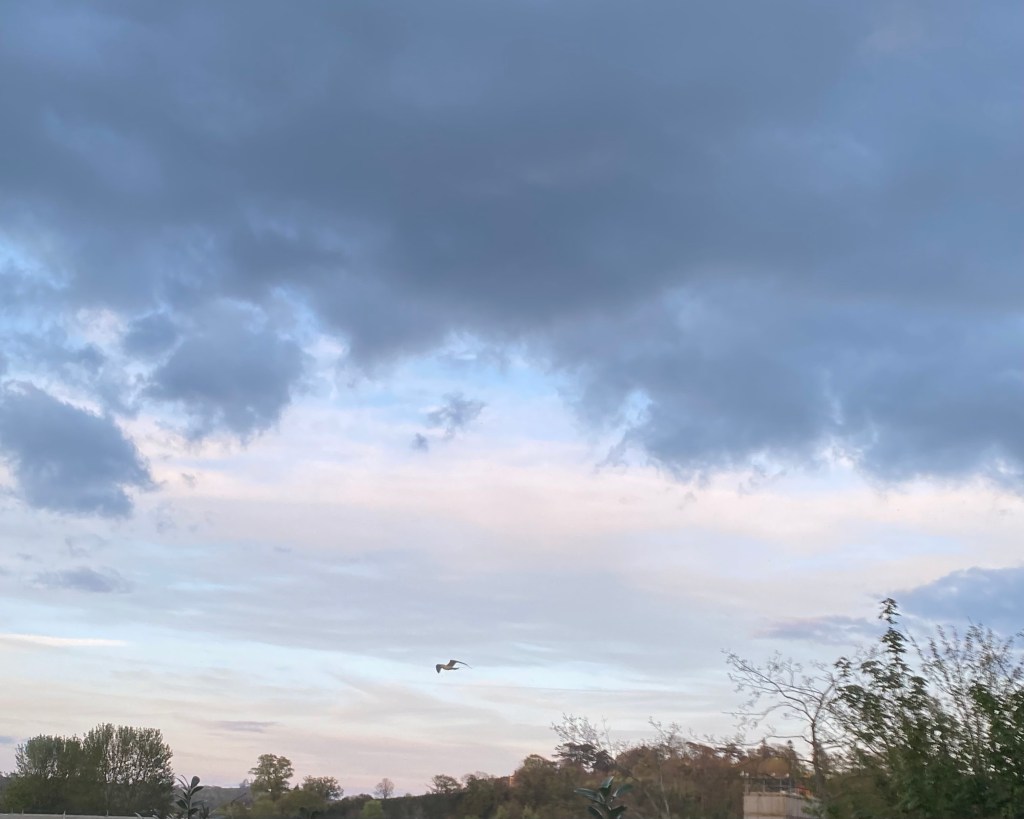 Seagull flying home.