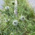 Thistles