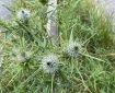 Thistles