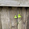 Ivy growing through a fence.